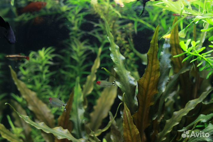 Аквариумное разнотравье