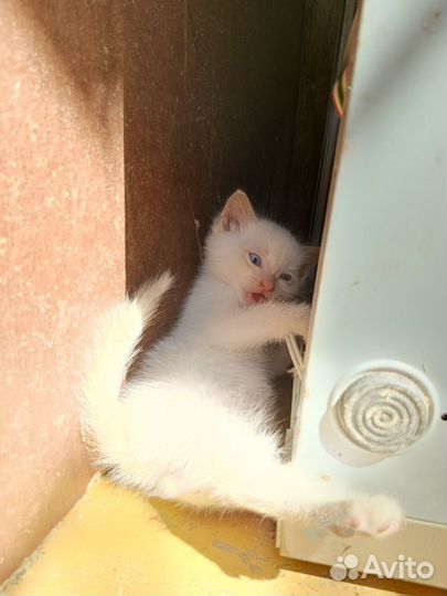Котики бесплатно в добрые руки