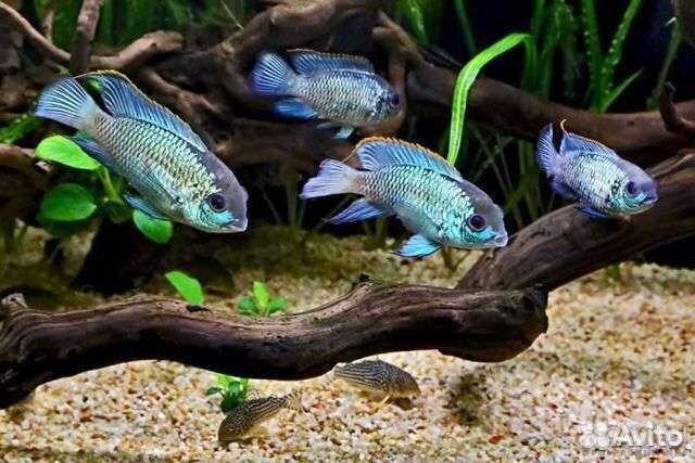 Наннакара блю