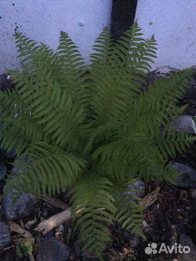 Карликовый ирис хоста