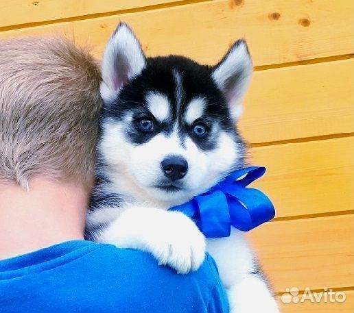 Хаски Суперррр Малыши Щеночки Разных окрасов
