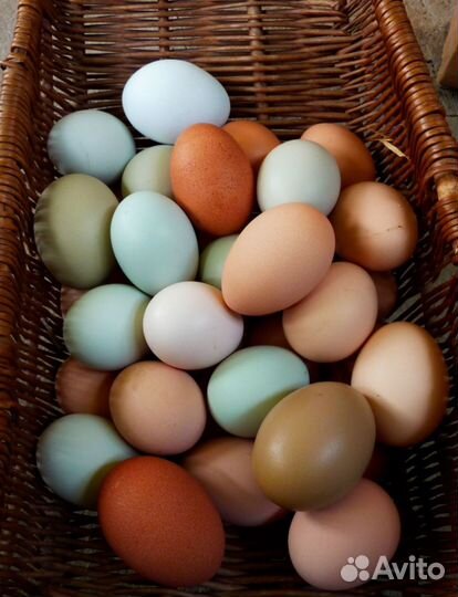 Куры с цветным яйцом