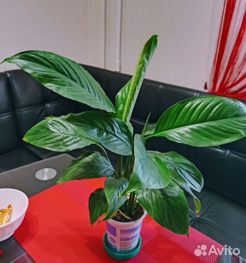 Цветы на подоконник.эухарис лирата Бенжамин