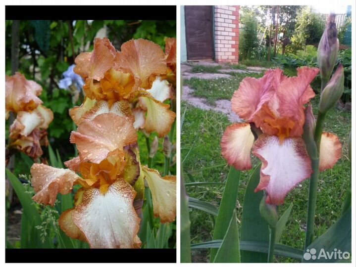 Ирисы разные сорта