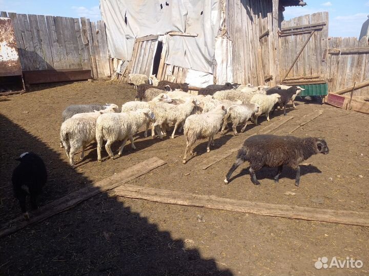 Курдючные бараны овцы