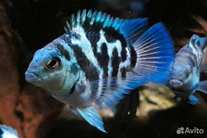 Аквариумные рыбки