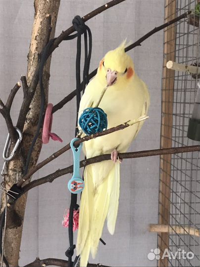 Попугай корелла птенцы выкормыши