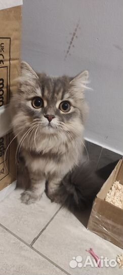 Шотландские котята