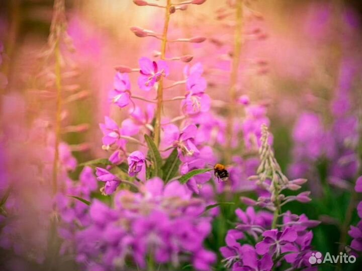 Иван-чай 1кг кипрей 2О23 натуральный, настоящий