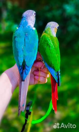 Попугай ожереловый с клеткой(ручной)