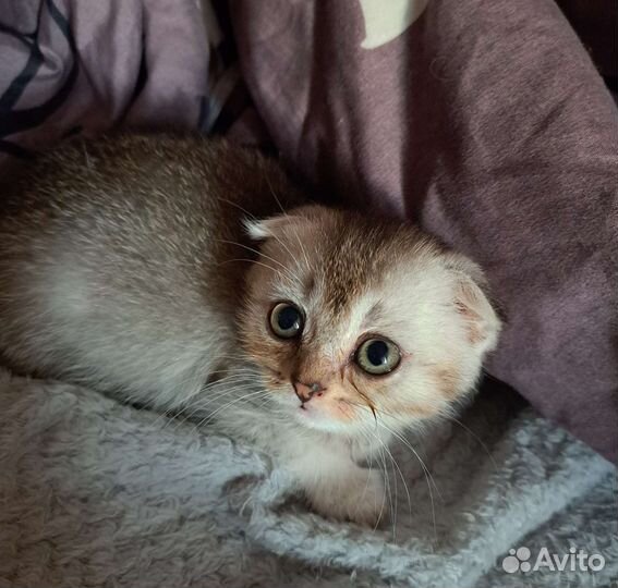 Шотландская вислоухая девочка