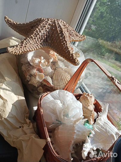 Морские ракушки раковины Пушкин