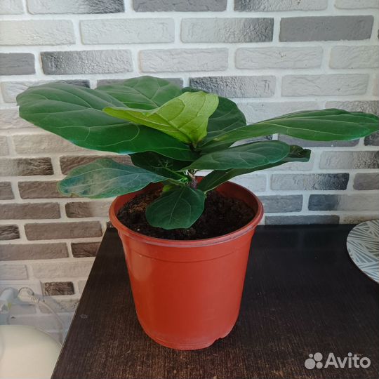 Фикус лирата колумнарис