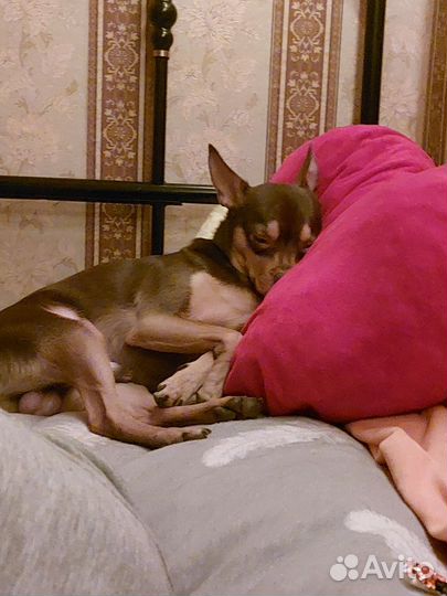 Русский той-терьер вязка