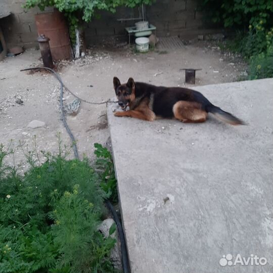 Продаётся немецкая овчака
