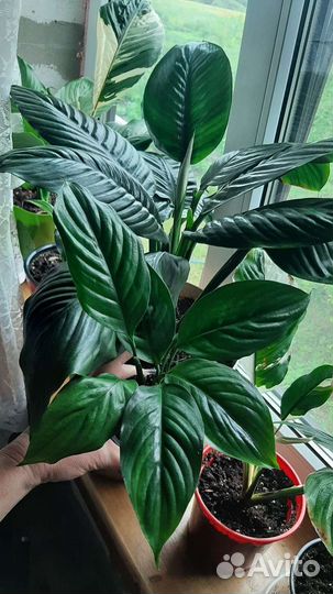 Спатифиллум блэк бьюти