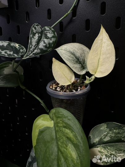 Держатели для стаканчиков