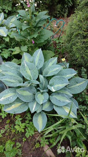 Редкие растения для сада