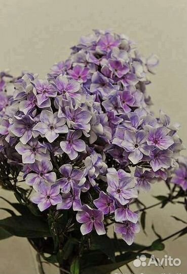 Флоксы/лиатрис/лилия