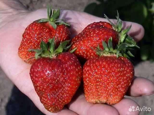 Рассада клубники