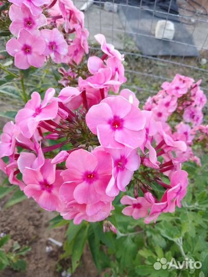 Флокс метельчатый Фобос, народный, белый Даниэль