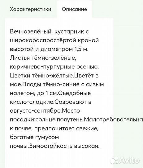 Магония падуболистная