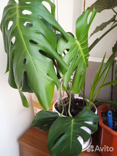 Бегония и Монстера