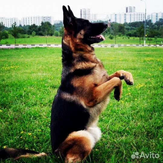 Кинолог - инструктор, дрессировка собак