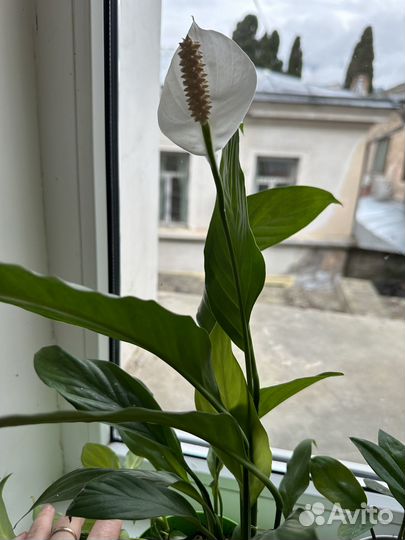 Долларовое дерево, Денежное дерево, Спатифиллум