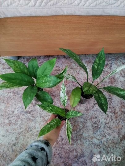 Спатифиллум сити оф ангел