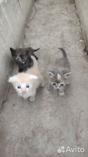 Кошки в добрые руки
