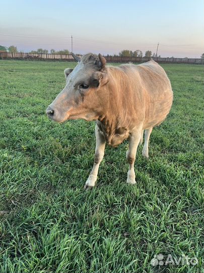 Телка семинталка, стельная