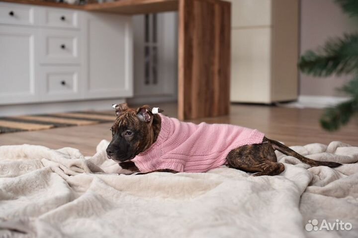 Свитера для собак