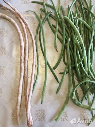 Семена - фасоли