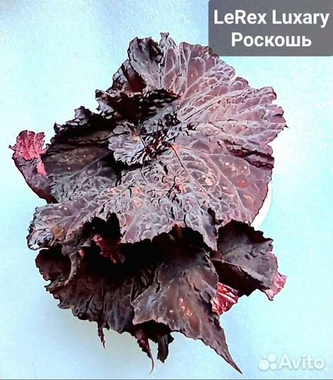 Бегония сортовая декоративная листы и взрослые