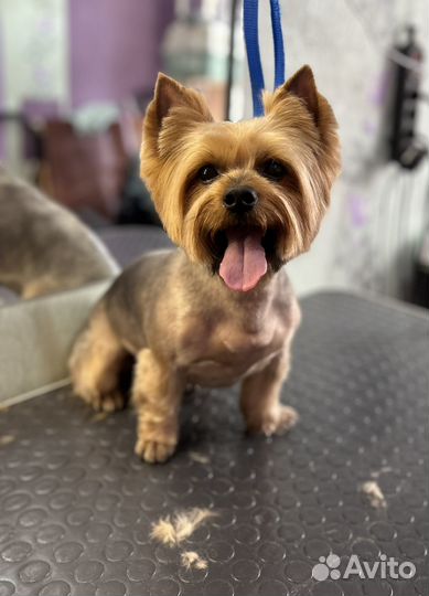 Стрижка собак и кошек, груминг, уход за питомцем