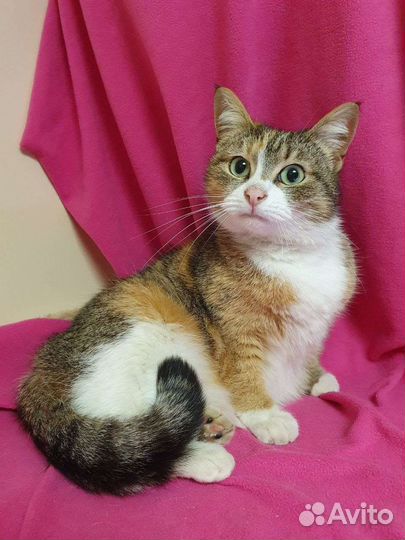 Трехцветная кошка – в добрые руки