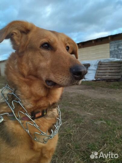 Собака ищет дом