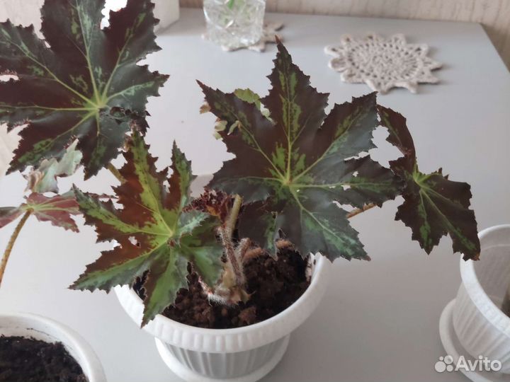 Бегония. Комнатное декоративное растение