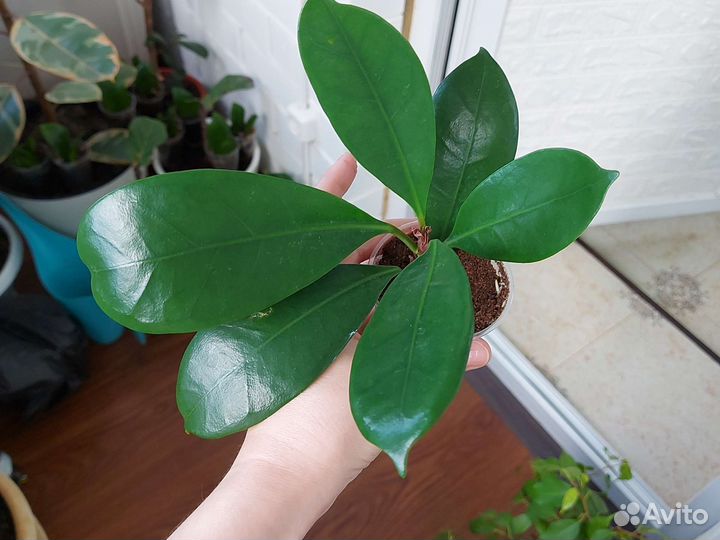 Сортовые фикусы