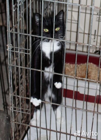 Кошечка в добрые руки