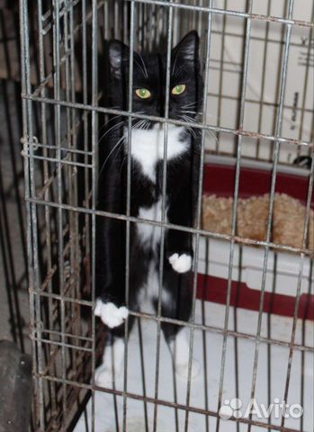 Кошечка в добрые руки