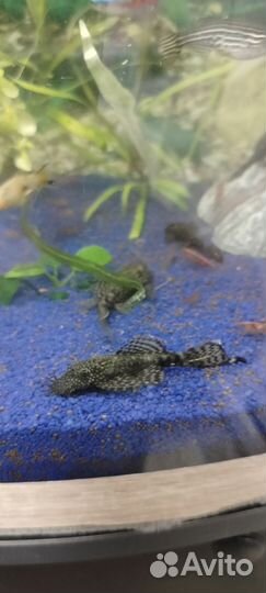 Сомики анциструсы