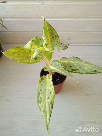 Аглаонема павлин