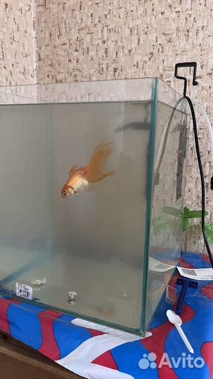 Аквариум с рыбкой 30 л