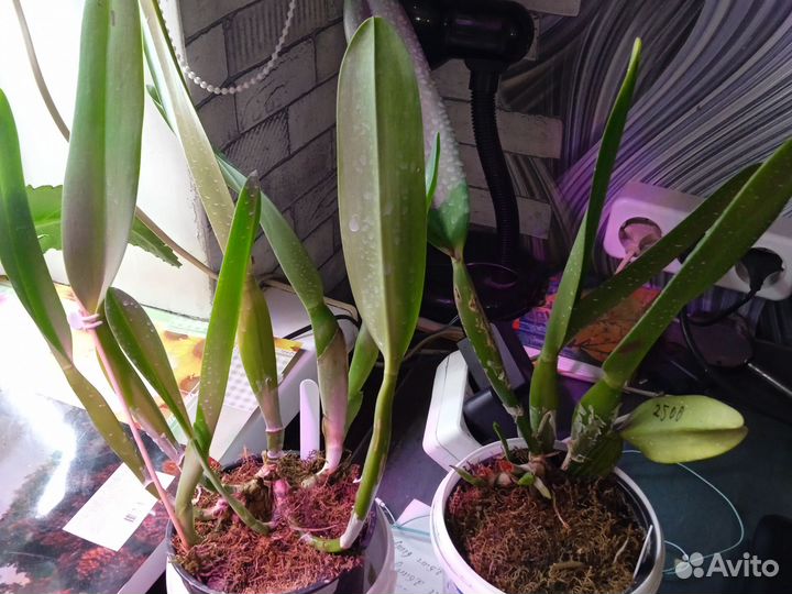 Орхидея каттлея L. Lobata var. Alba plena