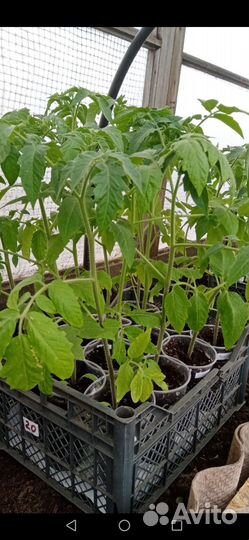 Рассада помидор, овощей и цветов