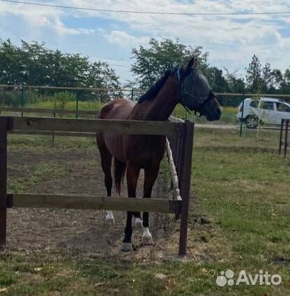 Взрослая кобыла