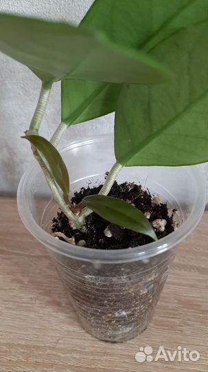 Хойя Карноза