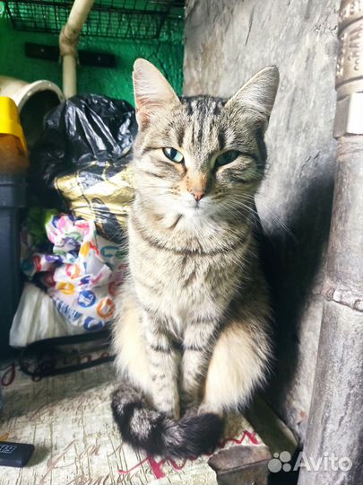 Кошка в дар бесплатно